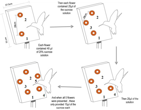 This diagram illustrates how additional flowers were added to a hummingbirds foraging table to see whether it would visited them in a predictable order